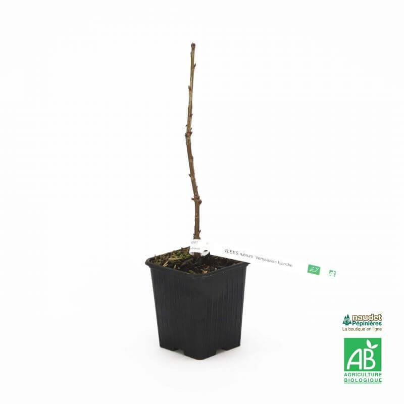 Groseillier à grappes 'Versaillaise blanche' BIO (Ribes rubrum 'Versaillaise blanche') - Godet 9cm - Pépinières Naudet - Imagen 2