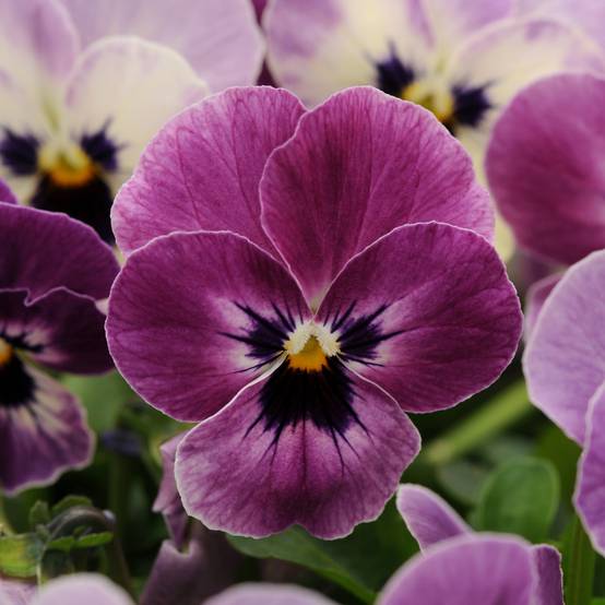 Promesse de Fleurs - Violette cornue Sorbet XP Raspberry Mini-motte - Viola cornuta Mini-motte Ø 1,5/2,5 cm, Plant vert de 3 à 5 cm de haut environ (par 5)