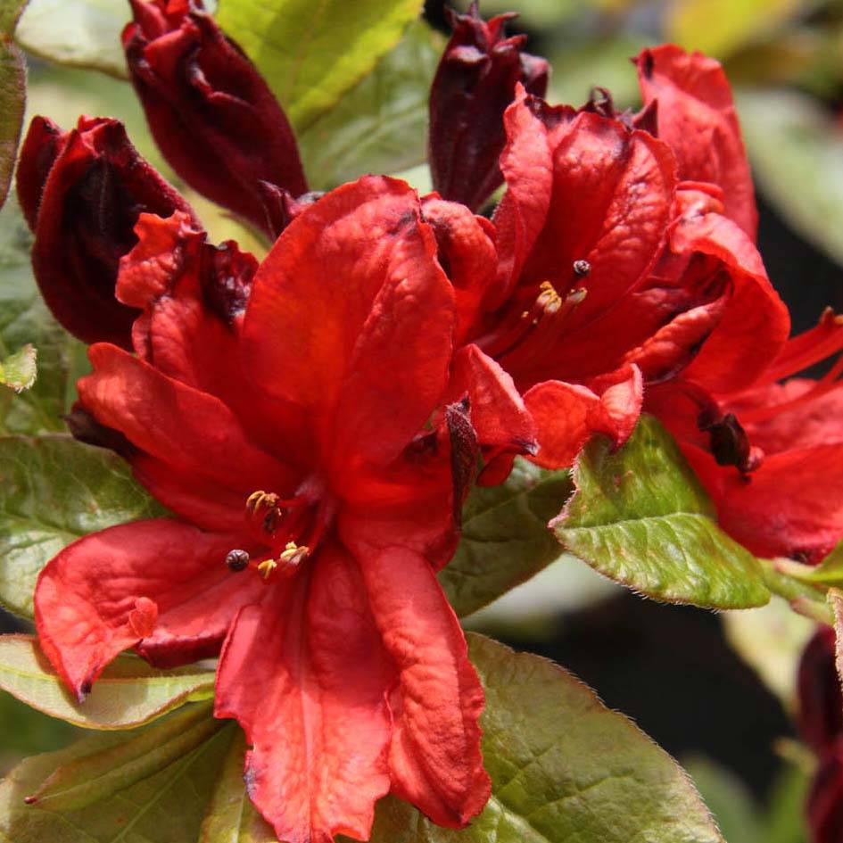 Promesse de Fleurs - Azalée de Chine Nabucco - Azalea Mollis Pot de 4L/5L