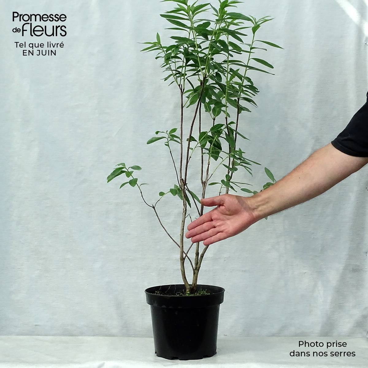 Promesse de Fleurs - Azalée de Chine Nabucco - Azalea Mollis Pot de 4L/5L - Image 2
