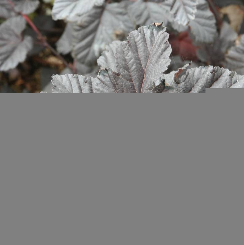 Physocarpus Midnight - Physocarpe à feuille d'obier Pot de 7,5L/10L - Image 1