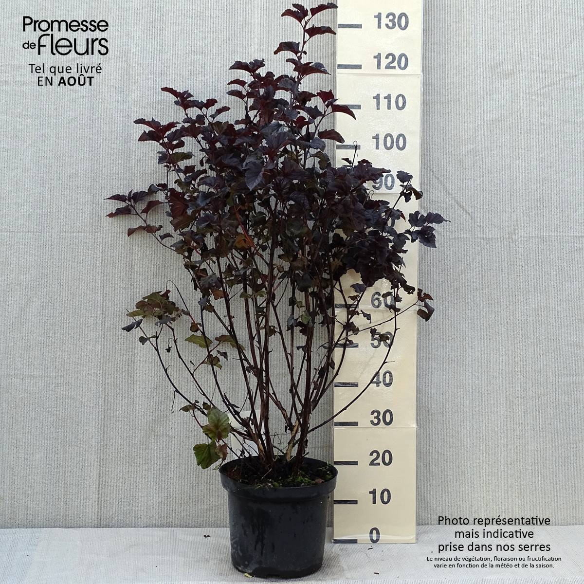 Physocarpus Midnight - Physocarpe à feuille d'obier Pot de 7,5L/10L - Image 2