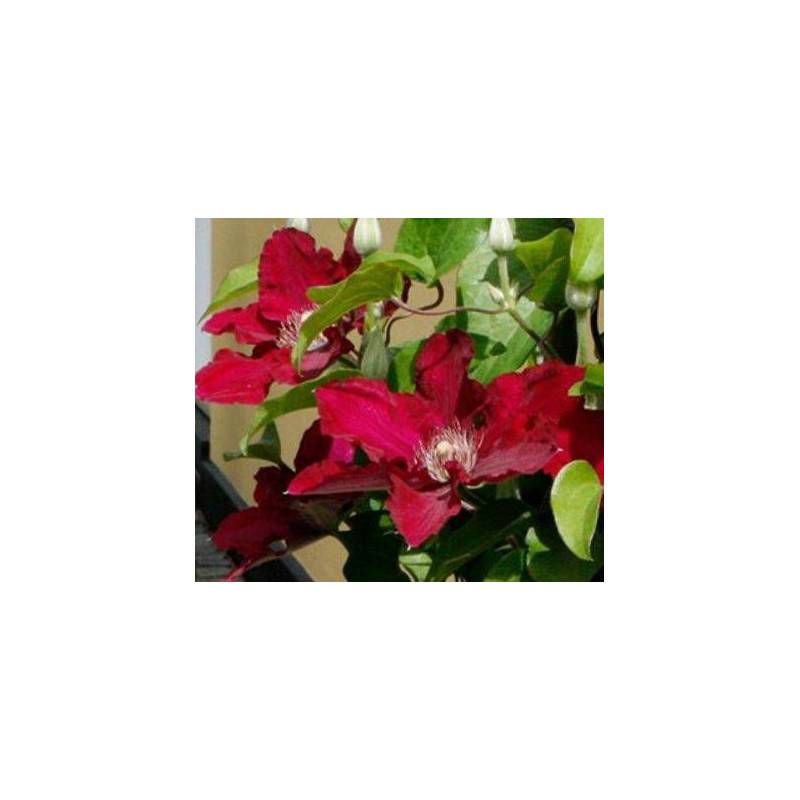 Clématite Jie™ 'Evipo084' à fleurs Rouge - feuillage Caduc - Pot de 1,5L - Tuteur bambou 30/60 cm-  hauteur à maturité De 0,50 m à 1,00 m - Imagen 6