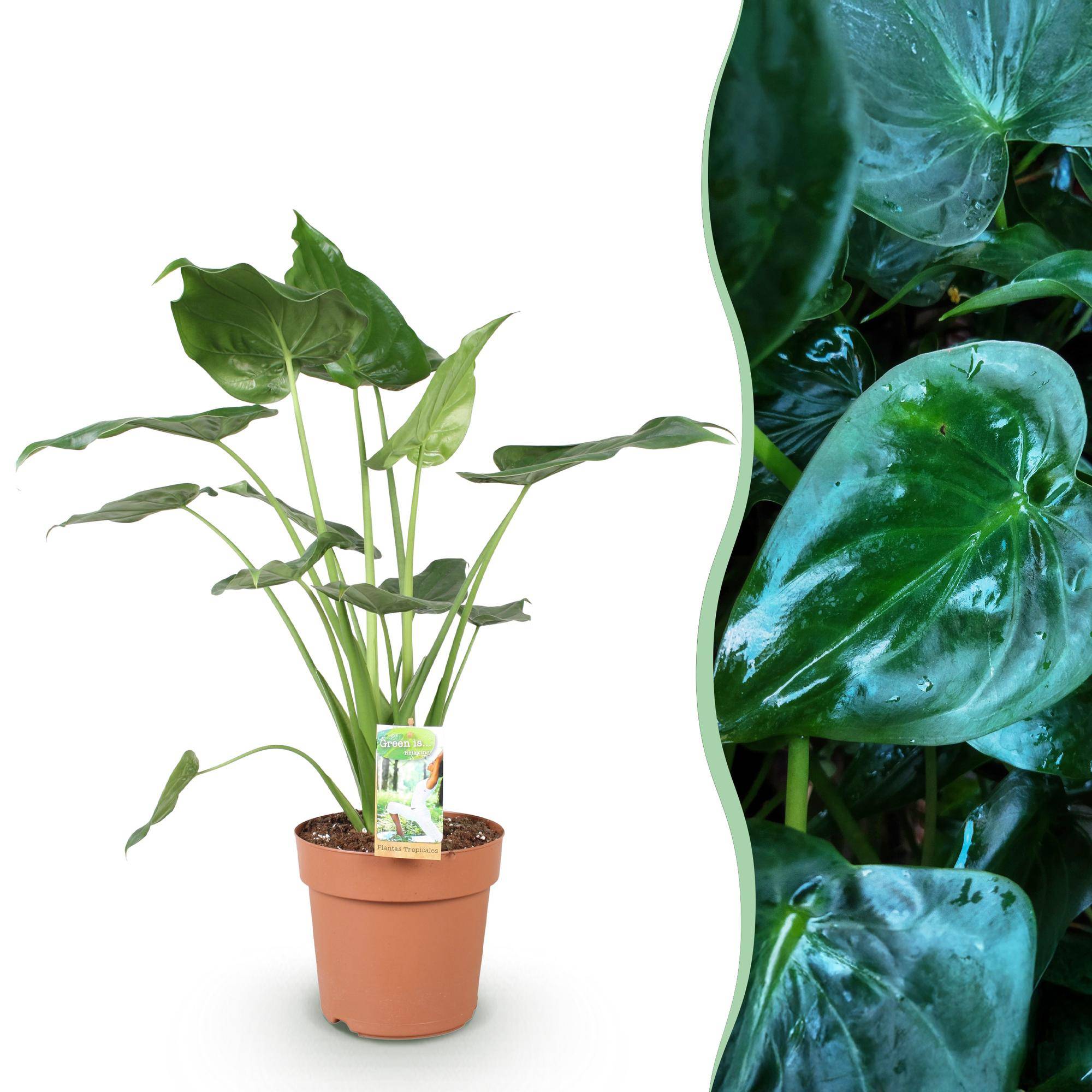 La Green Touch - Alocasia Cucullata - D21 H70cm - Image 2