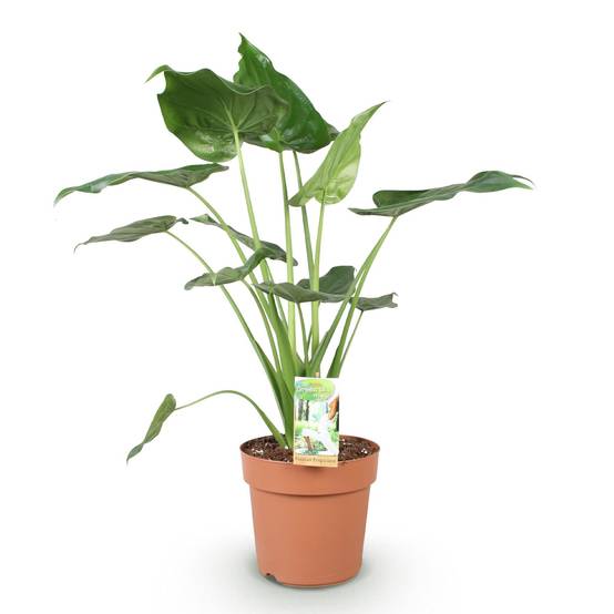 La Green Touch - Alocasia Cucullata - D21 H70cm - Image 3