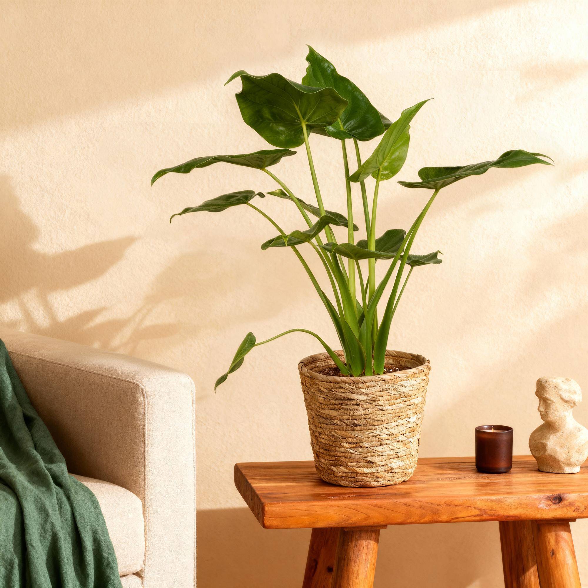 La Green Touch - Alocasia Cucullata - D21 H70cm - Image 1