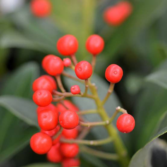 Promesse de Fleurs - Skimmia japonica Pabella - Skimmia du Japon Pot de 2L/3L - Image 1
