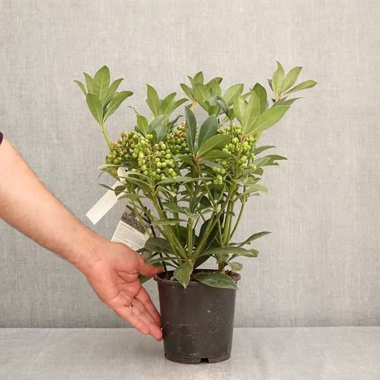 Promesse de Fleurs - Skimmia japonica Pabella - Skimmia du Japon Pot de 2L/3L - Image 2