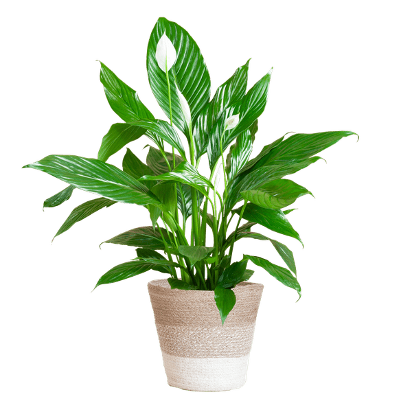 La Green Touch - Spathiphyllum et Son Pot - H80cm - Image 6
