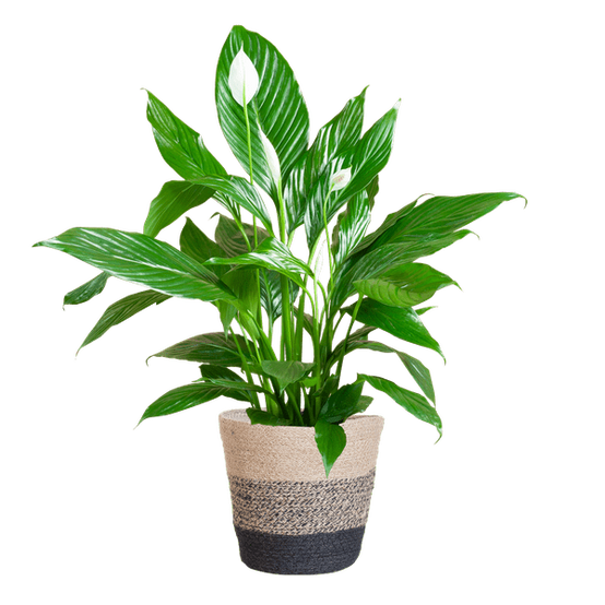 La Green Touch - Spathiphyllum et Son Pot - H80cm - Image 7