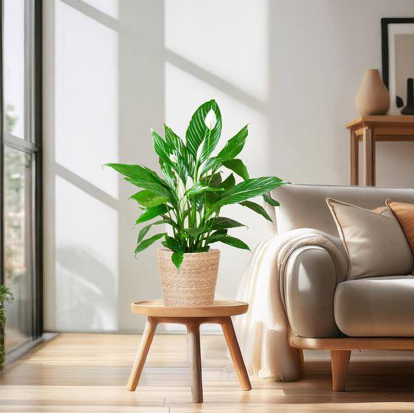 Spathiphyllum et Son Pot - H80cm - Image 1