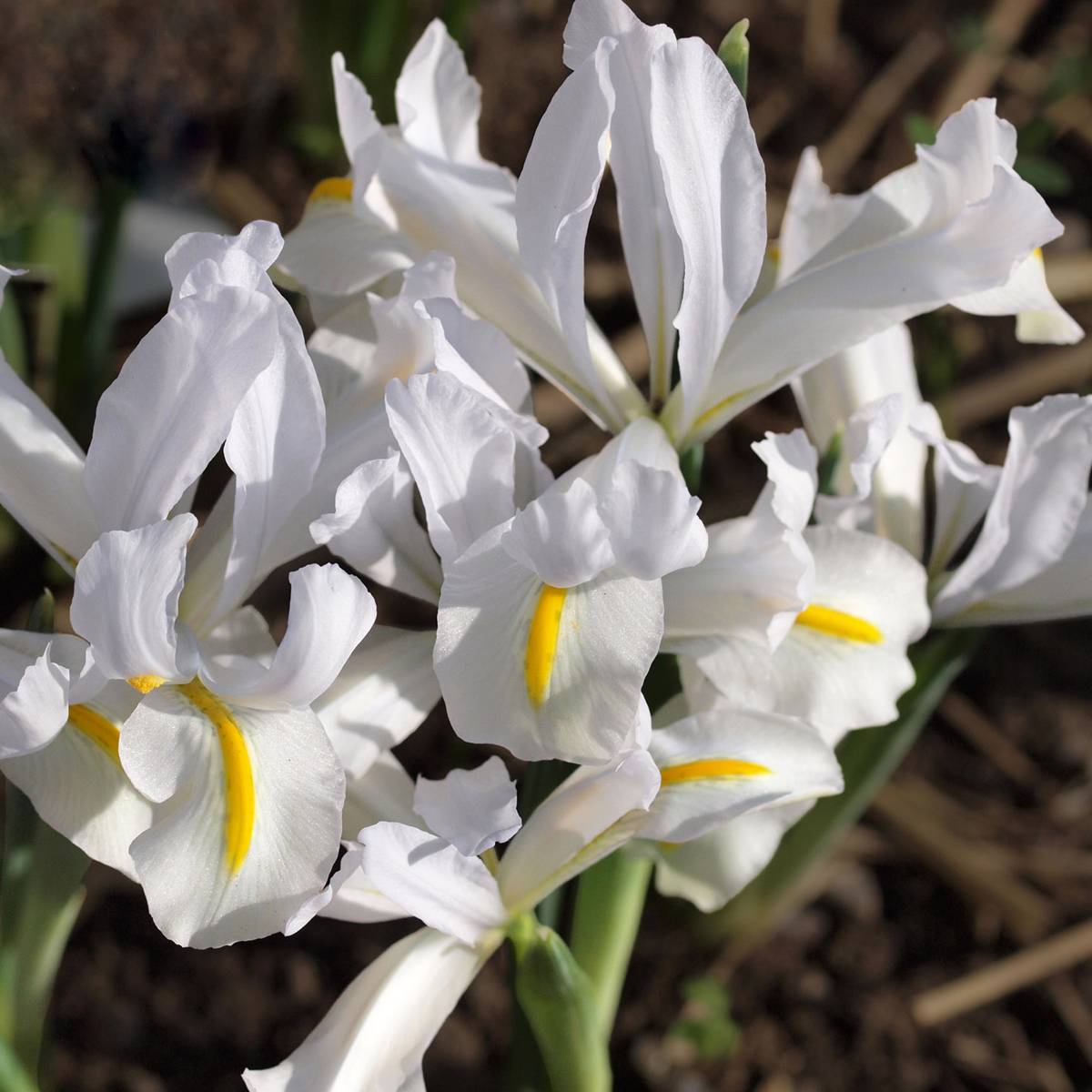 Promesse de Fleurs - Iris reticulata White Caucasus Bulbe calibre 5+ (par 5)