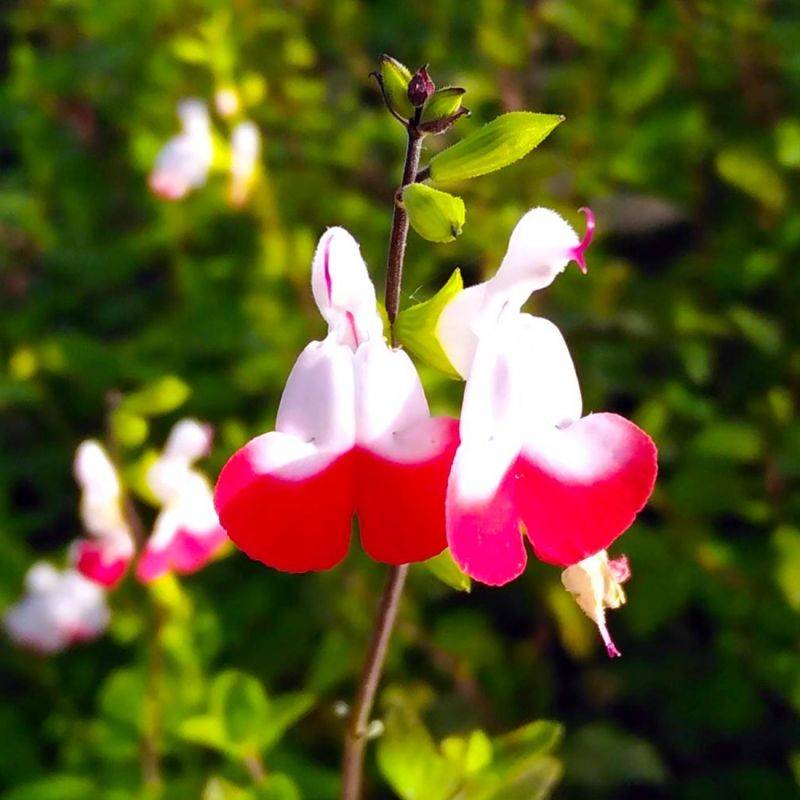 3 Sauges 'Hot Lips' (Salvia Microphylla 'Hot Lips') - Lot de 3 vivaces - Pépinières Naudet - Imagen 1