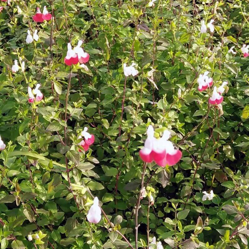 3 Sauges 'Hot Lips' (Salvia Microphylla 'Hot Lips') - Lot de 3 vivaces - Pépinières Naudet - Imagen 2