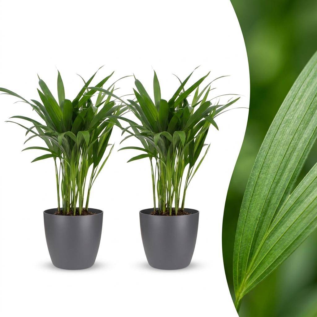 Palmier Areca - Dypsis lutescens - avec pot gris - lot de 2 - Ø12cm - ↕45cm - Plantes d’intérieur