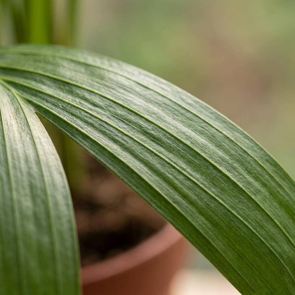 Palmier Areca - Dypsis lutescens - avec pot gris - lot de 2 - Ø12cm - ↕45cm - Plantes d’intérieur - Image 4