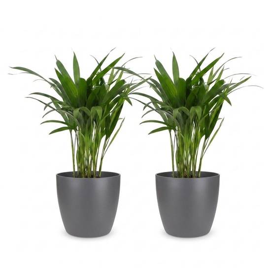 Palmier Areca - Dypsis lutescens - avec pot gris - lot de 2 - Ø12cm - ↕45cm - Plantes d’intérieur - Image 2