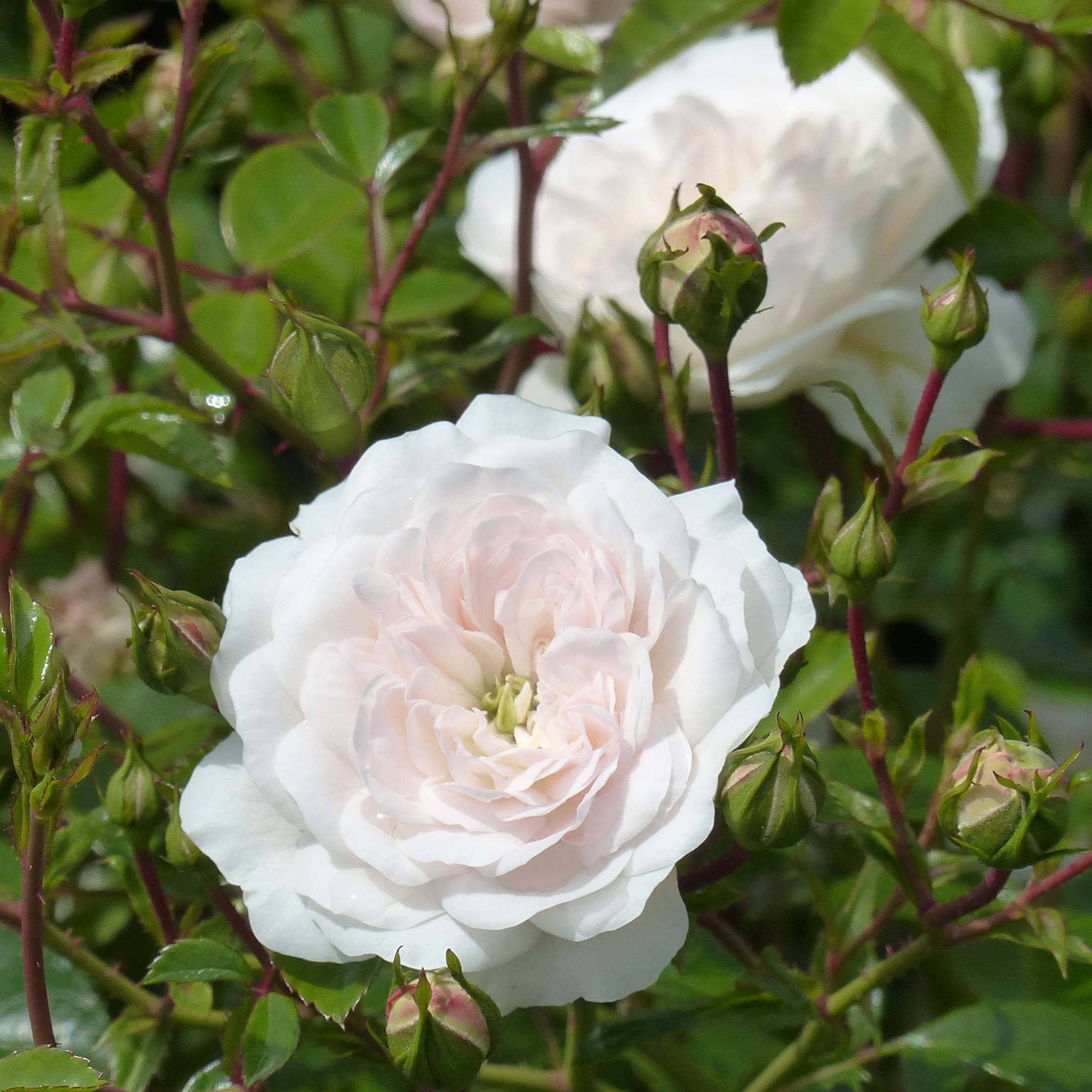 Rosier couvre-sol Swany Racines nues en motte