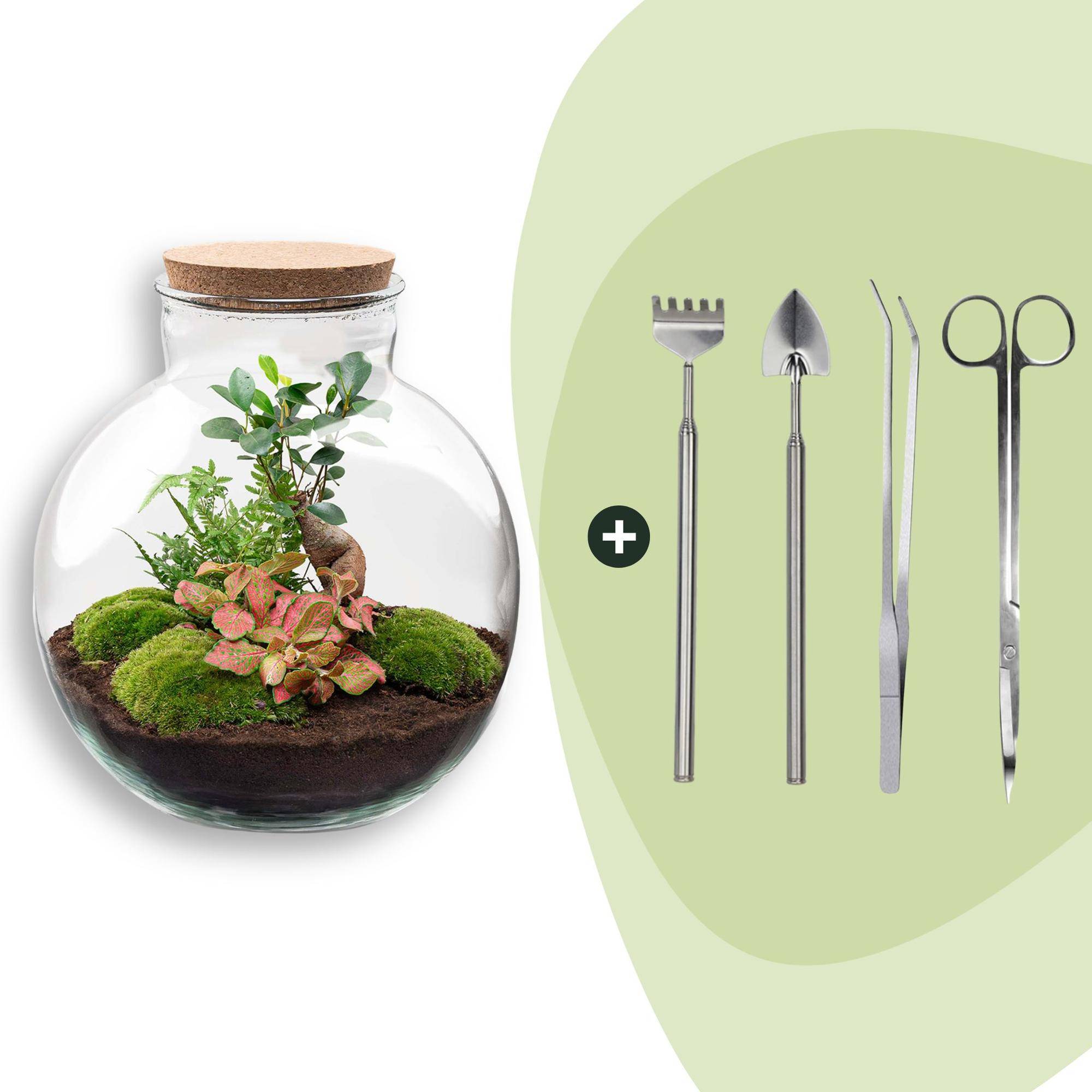Terrarium à composer bouteille en verre recyclé - Ø31-H30cm - avec kit 4 outils - Ficus Fittonia - Terrarium DIY - Image 1