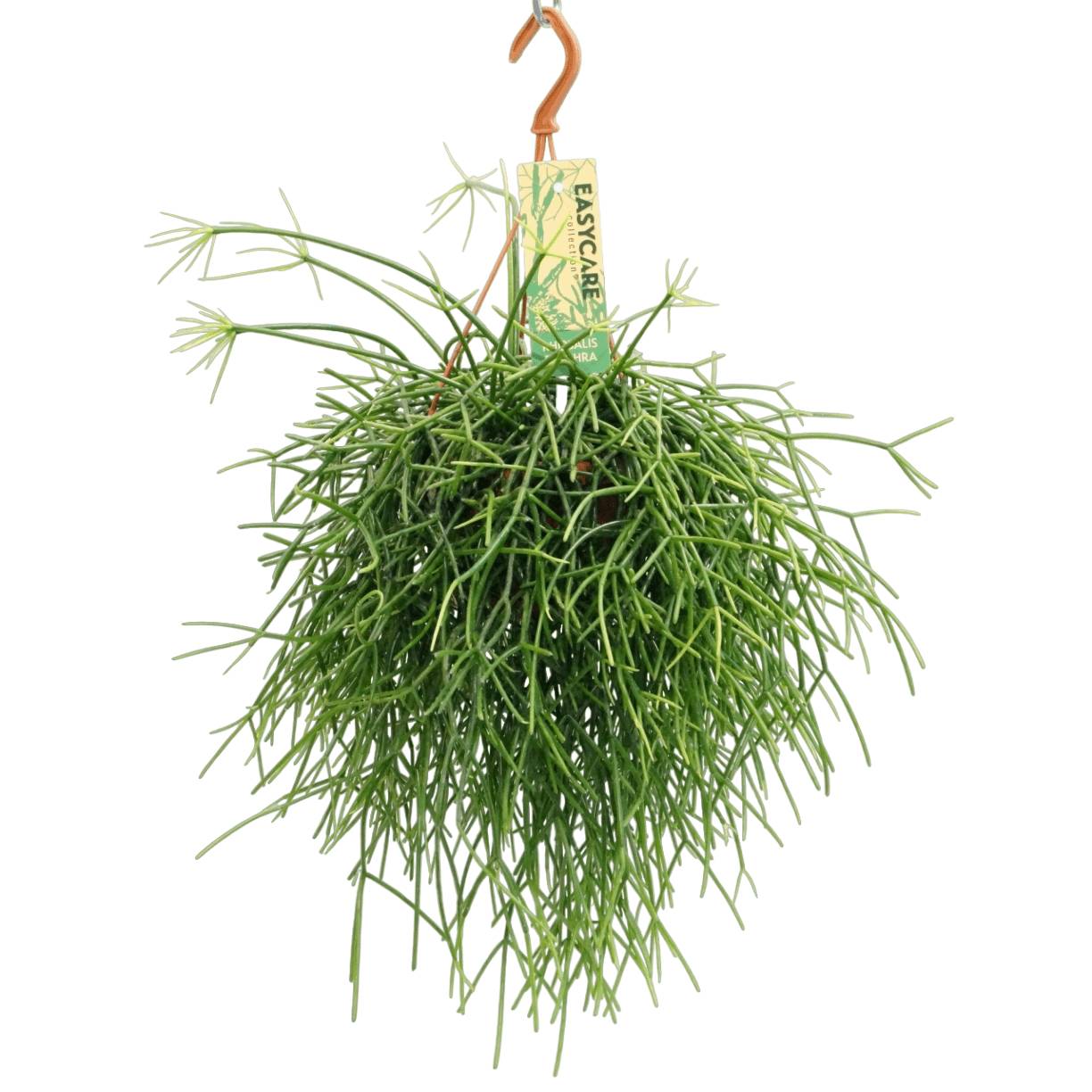 Rhipsalis Pulchra 35cm - Plante d'intérieur- La Green Touch