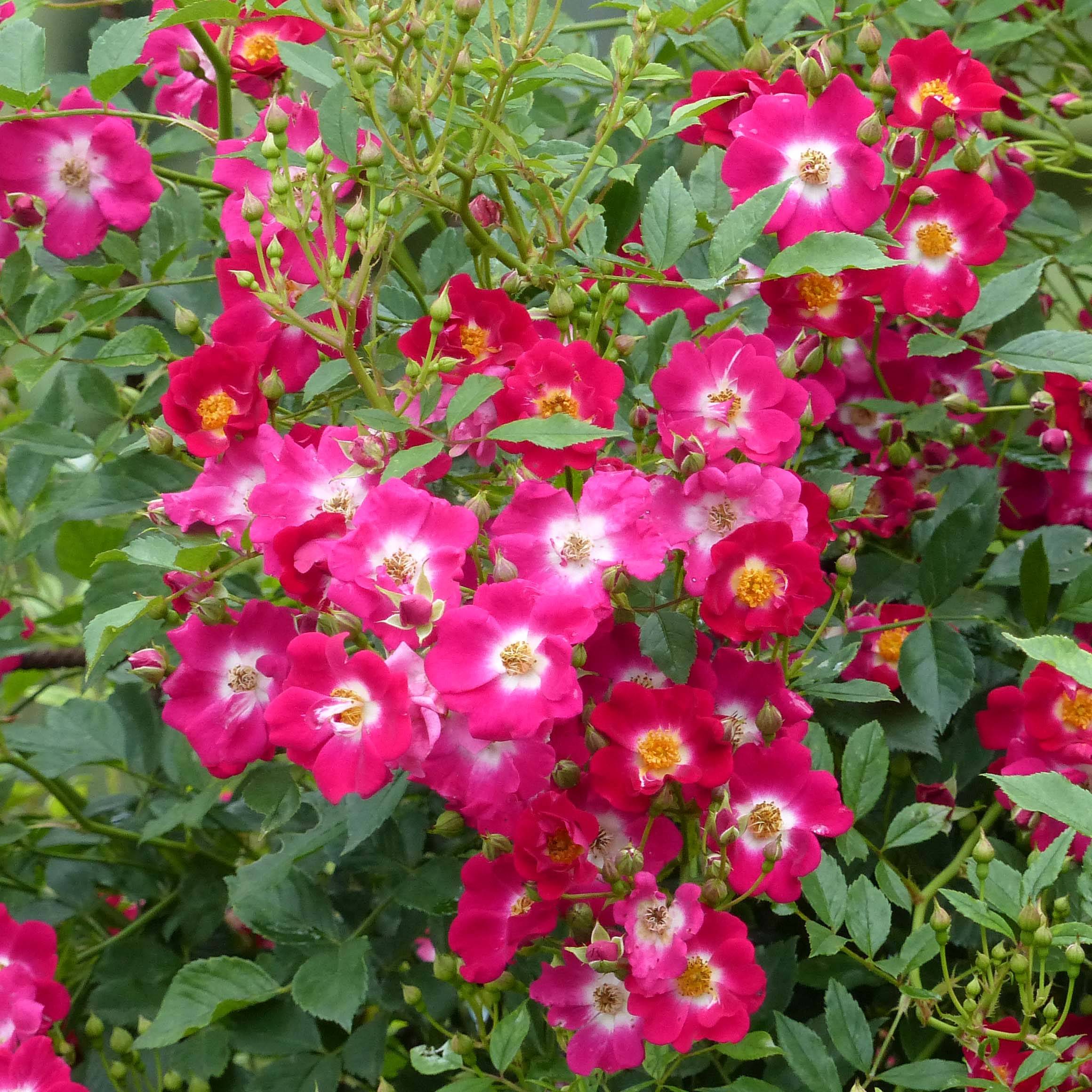 Rosier grimpant Libertas Pot de 4L/5L