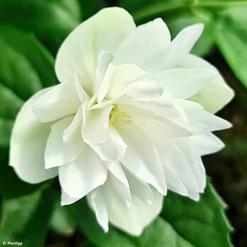 Promesse de Fleurs - Seringat - Philadelphus Pearls of Perfume Pot de 4L/5L