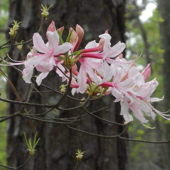 Azalée caduque - Azalea canescens Pot de 4L/5L - Image 1