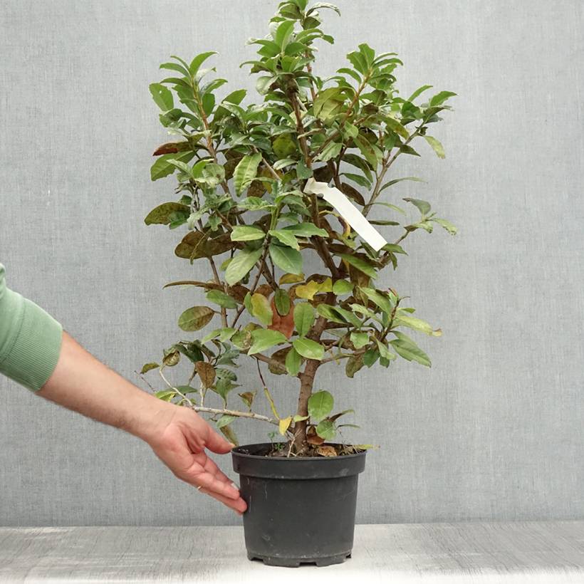 Promesse de Fleurs - Laurier cerise - Prunus laurocerasus Ani Pot de 3L/4L - Image 2