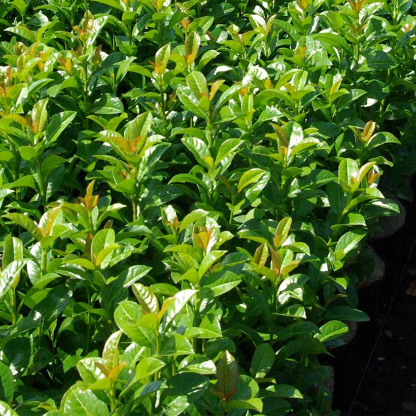 Laurier cerise - Prunus laurocerasus Ani Pot de 3L/4L
