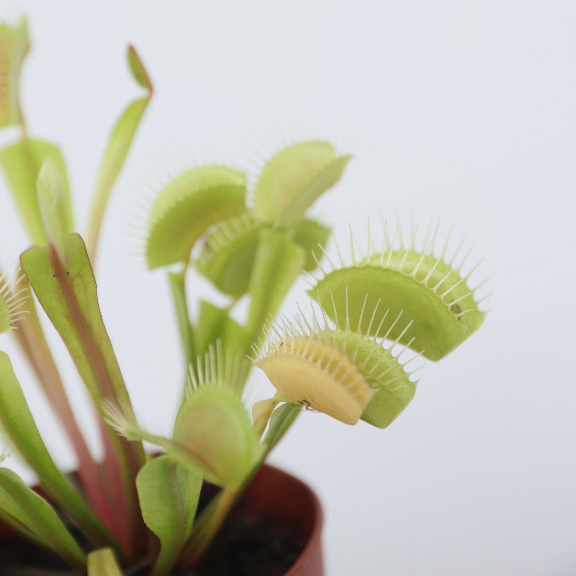 Plant In A Box - Vénus attrape-mouches - Set de 3 - Dionaea muscipula - Hauteur 5-15cm - ⌀5,5cm - Image 3