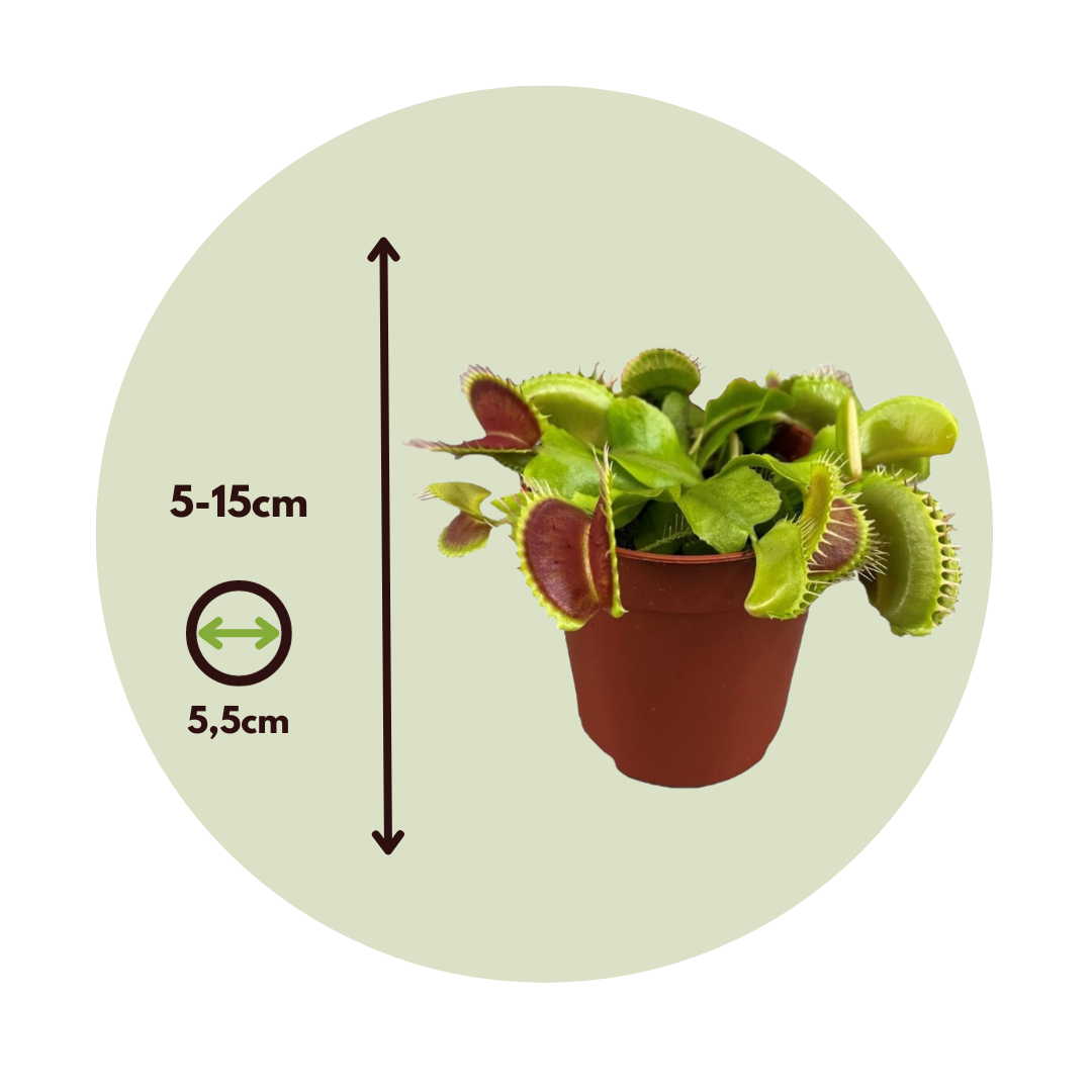 Plant In A Box - Vénus attrape-mouches - Set de 3 - Dionaea muscipula - Hauteur 5-15cm - ⌀5,5cm - Image 4