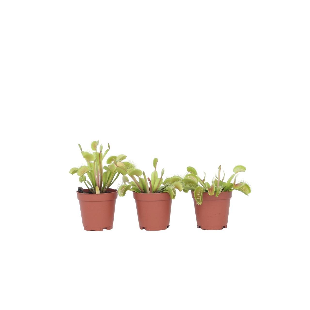 Plant In A Box - Vénus attrape-mouches - Set de 3 - Dionaea muscipula - Hauteur 5-15cm - ⌀5,5cm