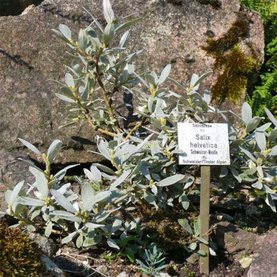 Salix helvetica - Saule de Suisse Pot de 2L/3L - Image 1