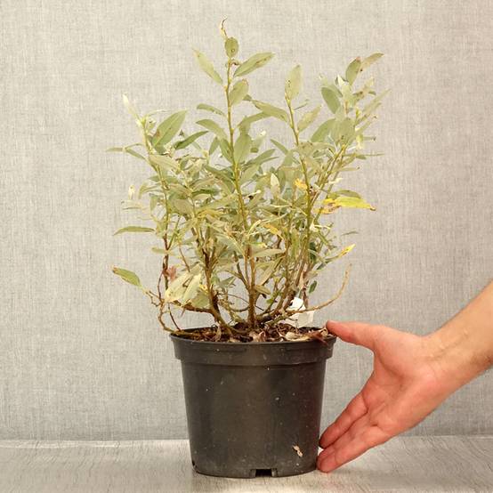 Salix helvetica - Saule de Suisse Pot de 2L/3L - Image 2