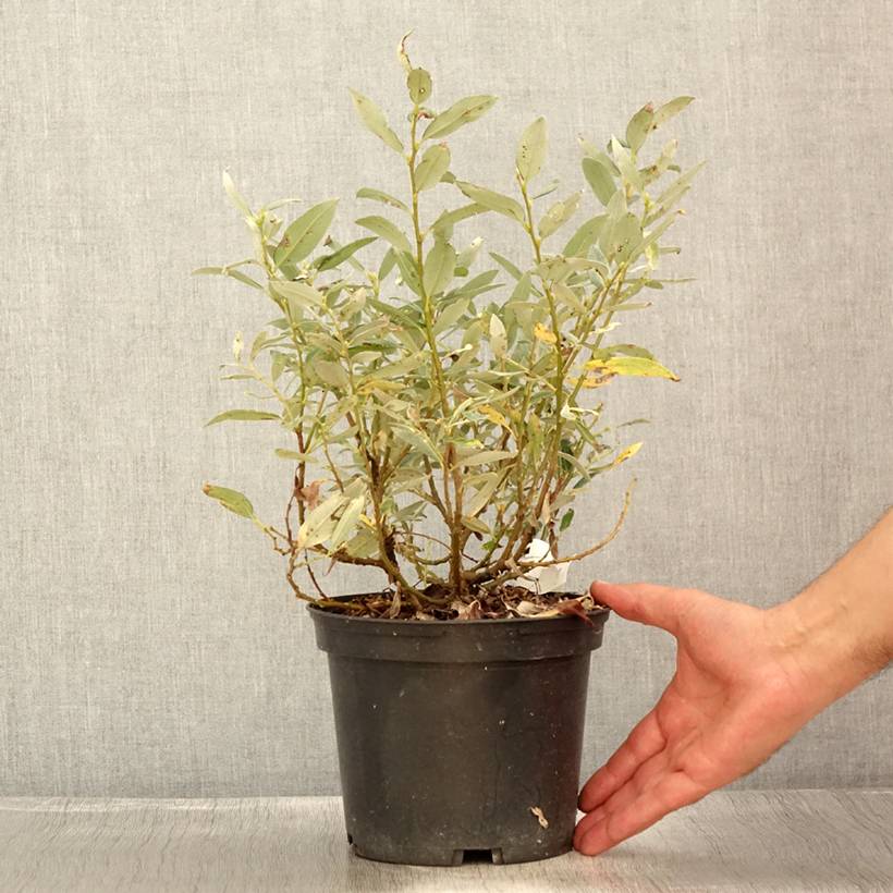 Salix helvetica - Saule de Suisse Pot de 2L/3L - Image 2