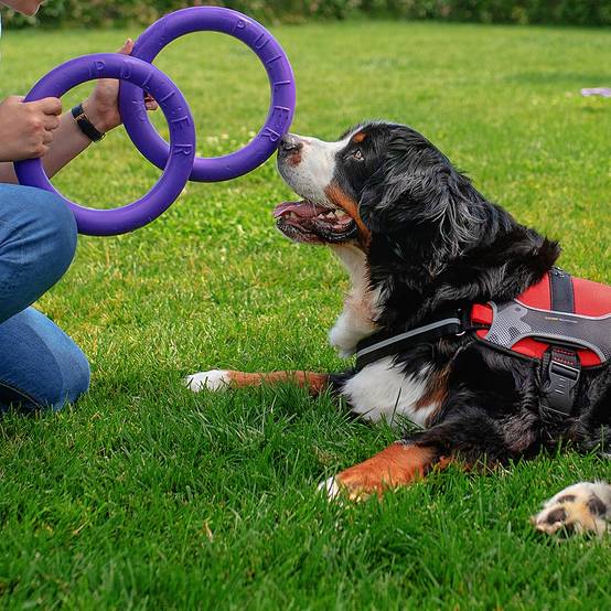 Ferplast - Ferplast Jouet Chien, Anneau Entrainement Chien à Mâcher, Course, Saut, Tir, Matériau Robuste Non Toxique, Flottant, PULLER STANDARD, Jouets pour - Imagen 5