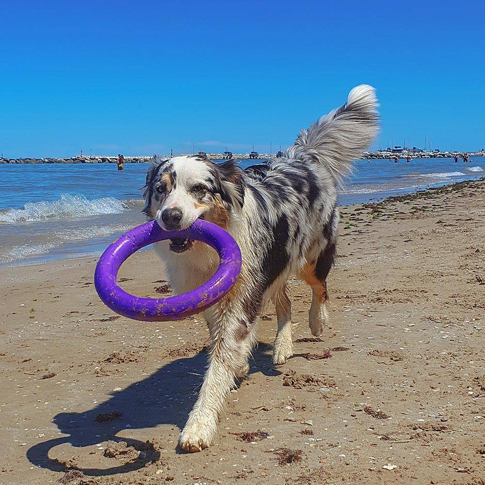 Ferplast - Ferplast Jouet Chien, Anneau Entrainement Chien à Mâcher, Course, Saut, Tir, Matériau Robuste Non Toxique, Flottant, PULLER STANDARD, Jouets pour - Imagen 7