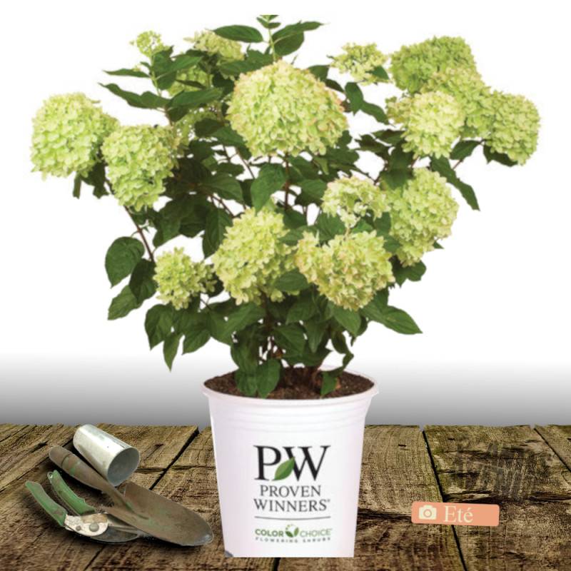 Hortensia paniculata Little Lime® 'Jane', Hydrangea paniculata à fleurs Blanche - feuillage Caduc - Pot de 7,5L - 60/80 cm-  hauteur à maturité De 1,0 - Imagen 2