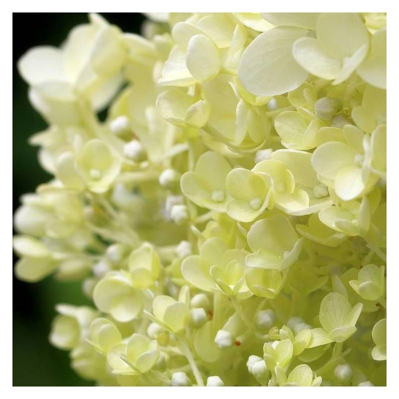 Hortensia paniculata Little Lime® 'Jane', Hydrangea paniculata à fleurs Blanche - feuillage Caduc - Pot de 7,5L - 60/80 cm-  hauteur à maturité De 1,0 - Imagen 1