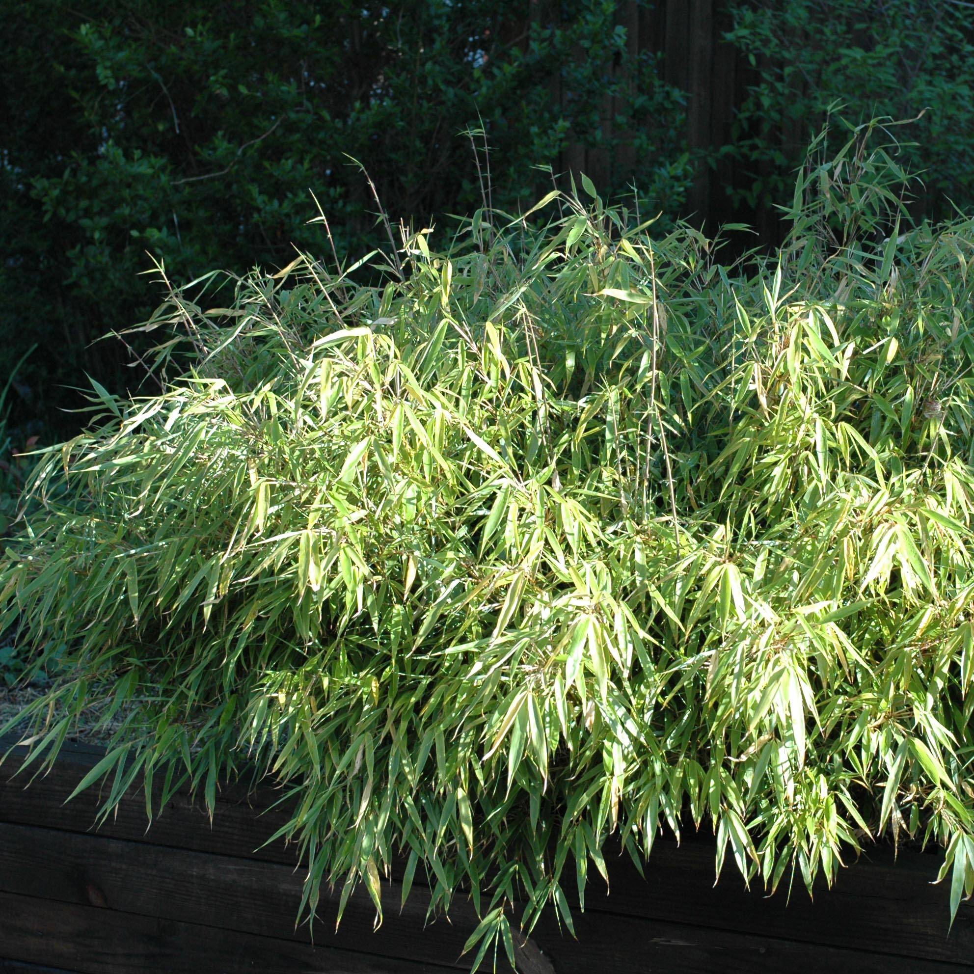 Bambou non traçant - Fargesia rufa Pot de 4L/5L