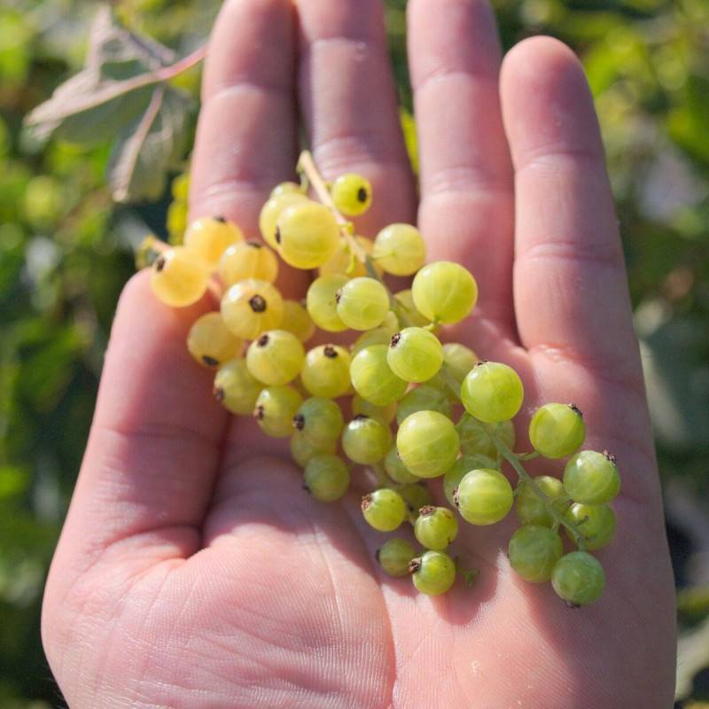 Groseillier à grappes Versaillaise Blanche - Bon rendement - Pot de 3L - 30/60 cm - De 1,00 m à 1,50 m - Imagen 1