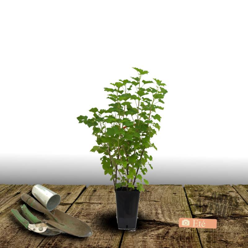 Groseillier à grappes Versaillaise Blanche - Bon rendement - Pot de 3L - 30/60 cm - De 1,00 m à 1,50 m - Imagen 3