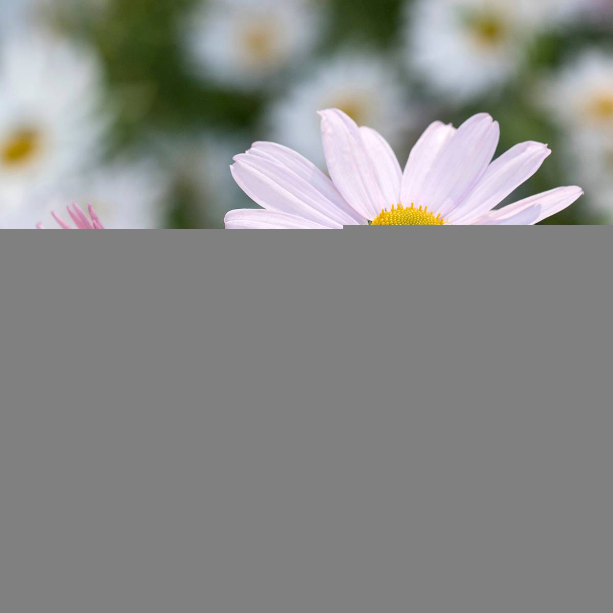 Chrysanthemum arcticum Roseum, Marguerite Godet de 8/9 cm