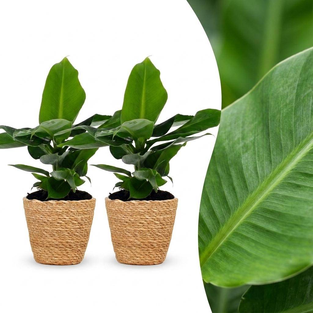 Musa Oriental Dwarf - Bananier nain oriental - Pot de 12cm - 2 plantes - Panier - Plantes d'intérieur