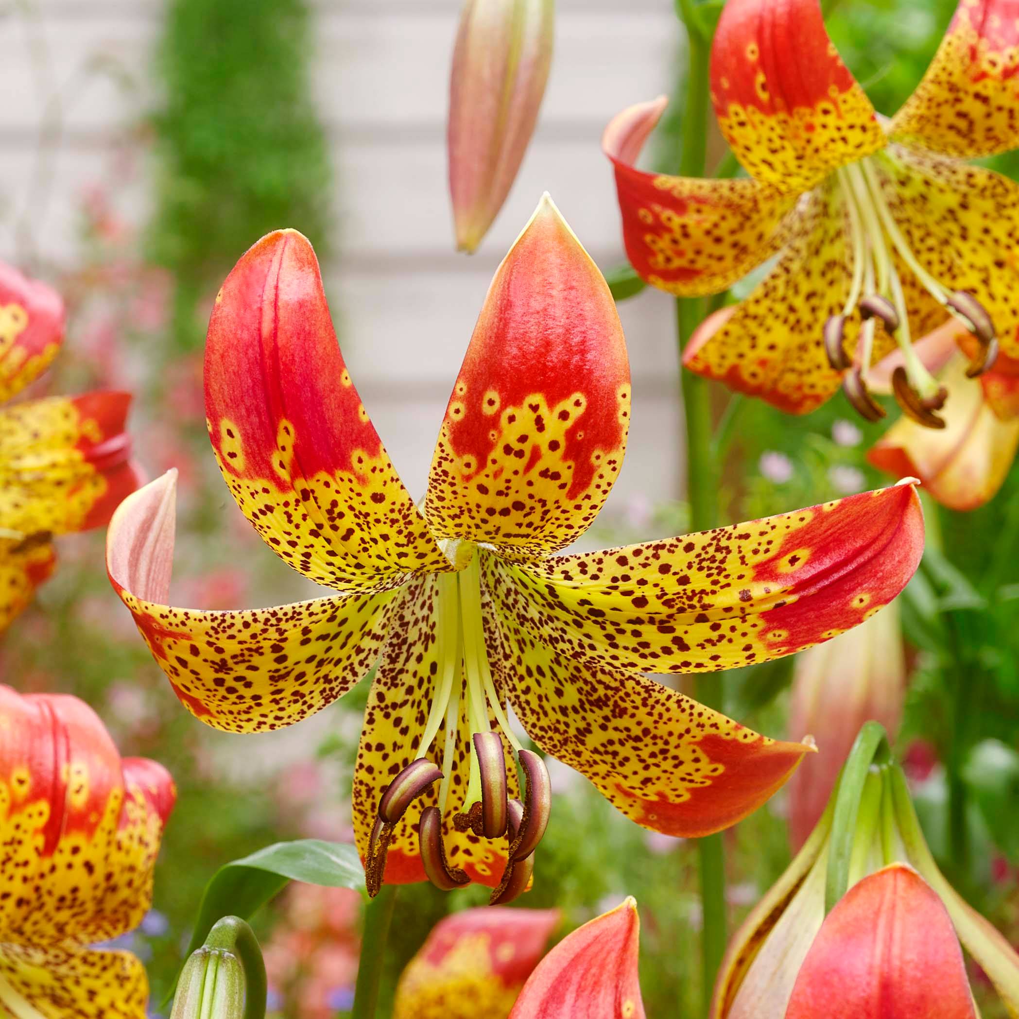 Promesse de Fleurs - Lis hybride Fusion - Lilium (x) pardalinum Bulbe calibre 14/16 (par 3)