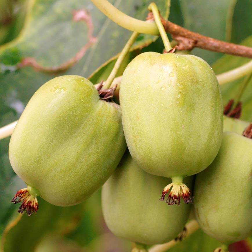 Promesse de Fleurs - Kiwi arguta Kokuwa - Kiwaï Pot de 2L/3L