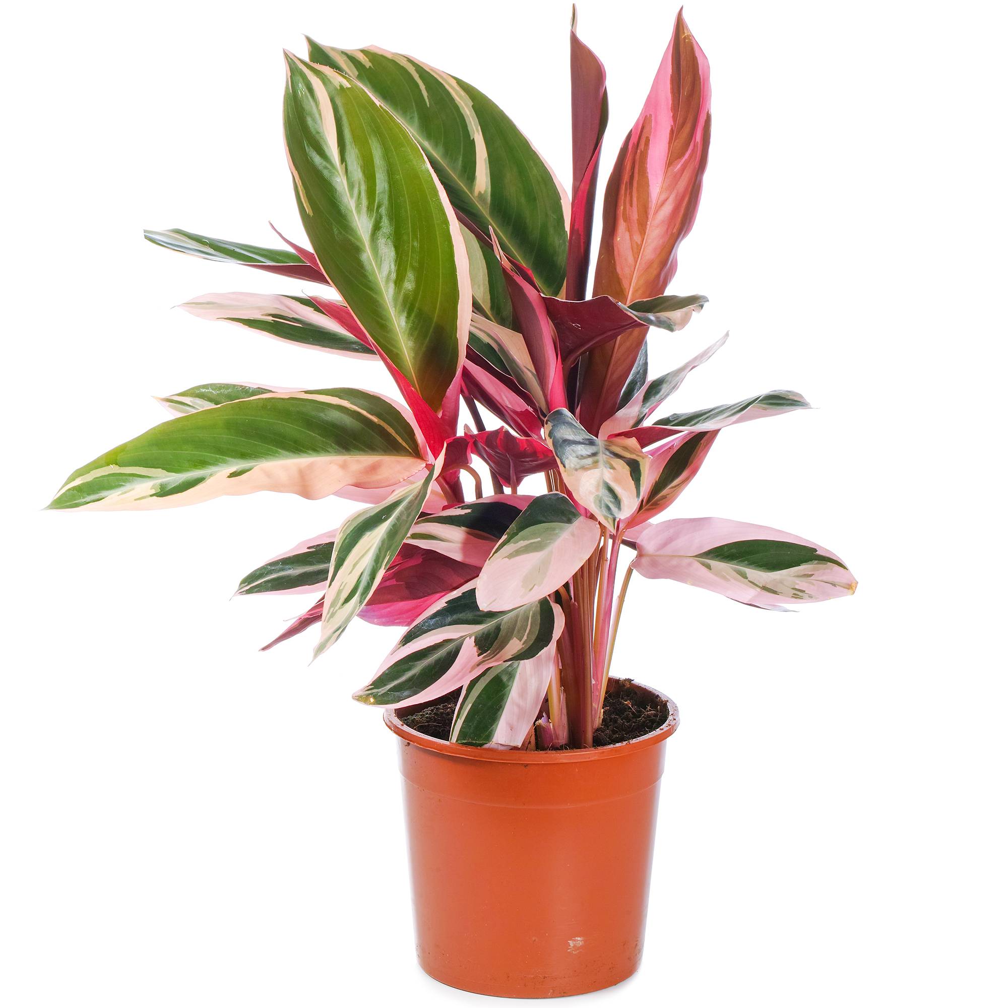 Gardenersdream - Calathea Triostar Populaire | Cadeau De Plante D'Intérieur Qualité Supérieur À Vendre | (40-50Cm Pot Inclus) - GardenersDream - Imagen 2