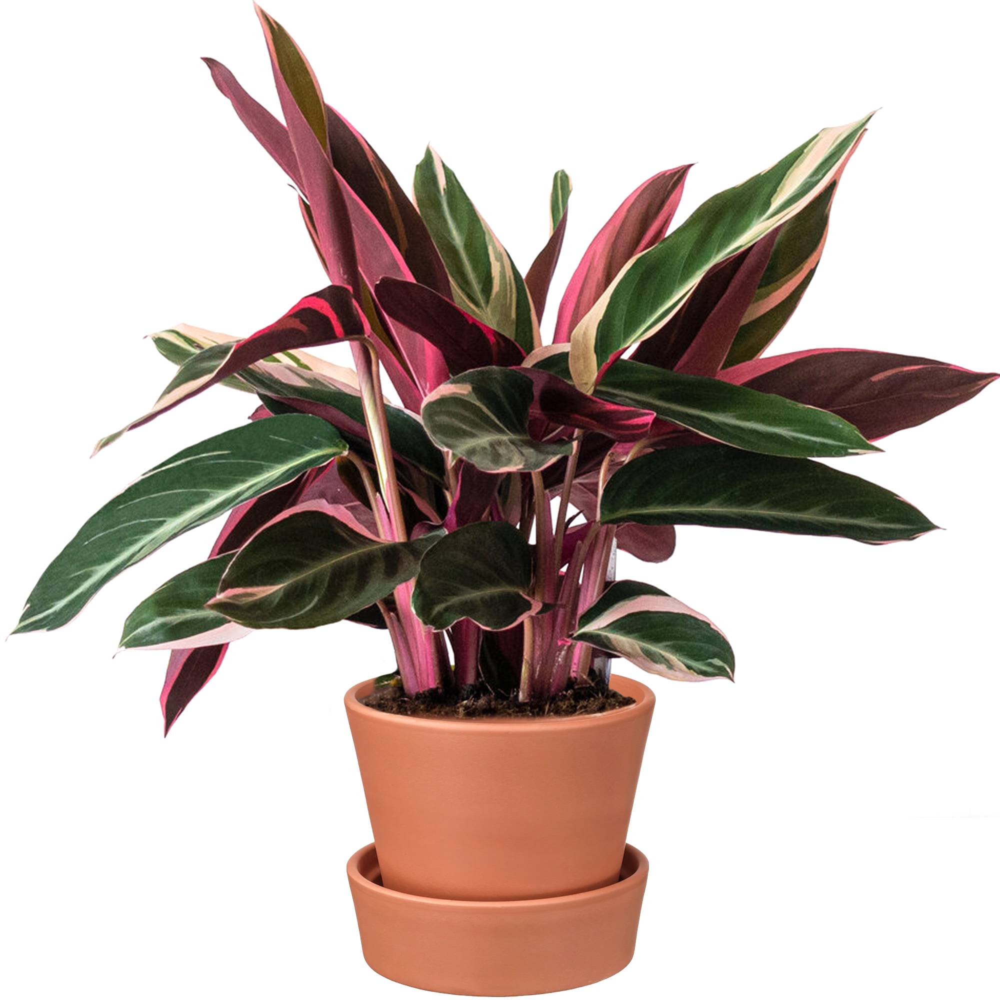 Gardenersdream - Calathea Triostar Populaire | Cadeau De Plante D'Intérieur Qualité Supérieur À Vendre | (40-50Cm Pot Inclus) - GardenersDream - Imagen 1