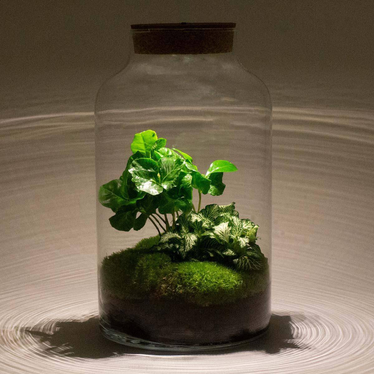 La Green Touch - Kit Terrarium DIY - MILA- La Green Touch Avec LED Caféier + Fittonia - Sans outil