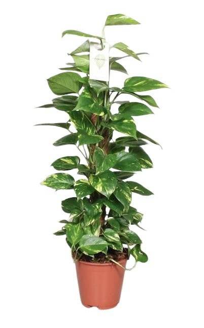 La Green Touch - Epipremnum Pinnatum Mosstok 80cm Scindapsus - Image 2